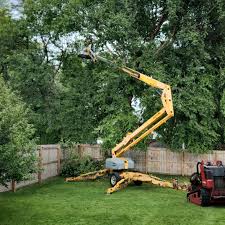 How Our Tree Care Process Works  in  Port Lavaca, TX