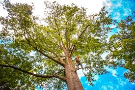 Professional Tree Services in Port Lavaca, TX